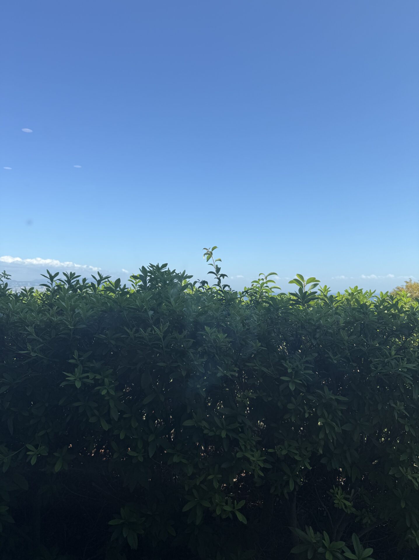 秋になりました。